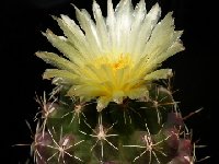 Thelocactus leucacanthus ©JLcoll.4299.JPG